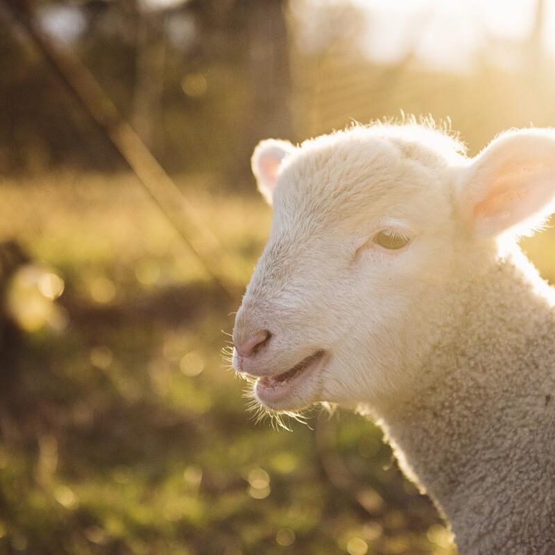 Lección 6  Dios promete un Salvador