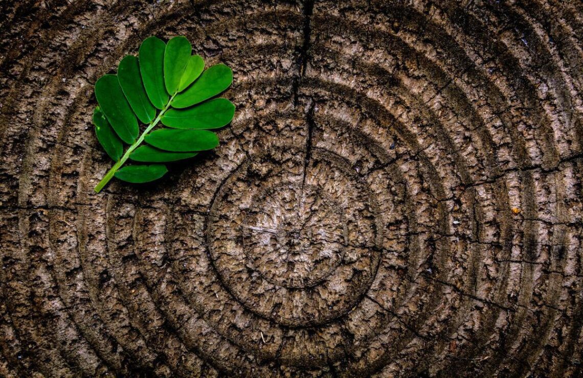 Día 14: El árbol de Isaí