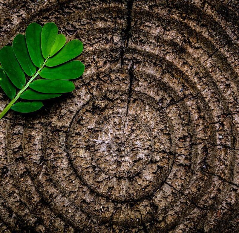 Día 14: El árbol de Isaí