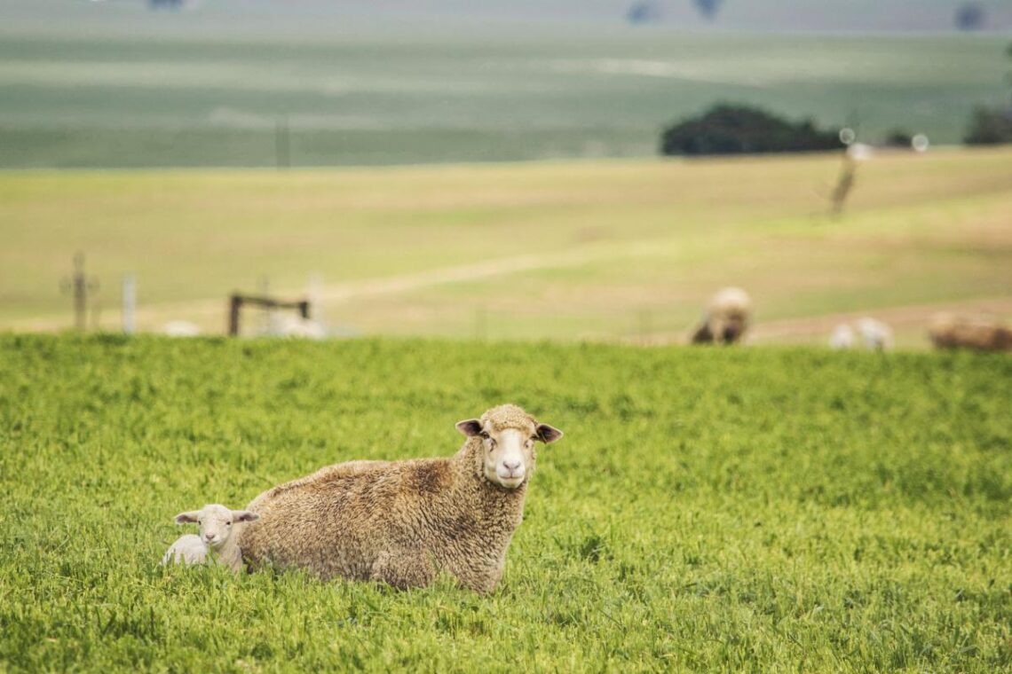 Día 15: Un león y un cordero juntos
