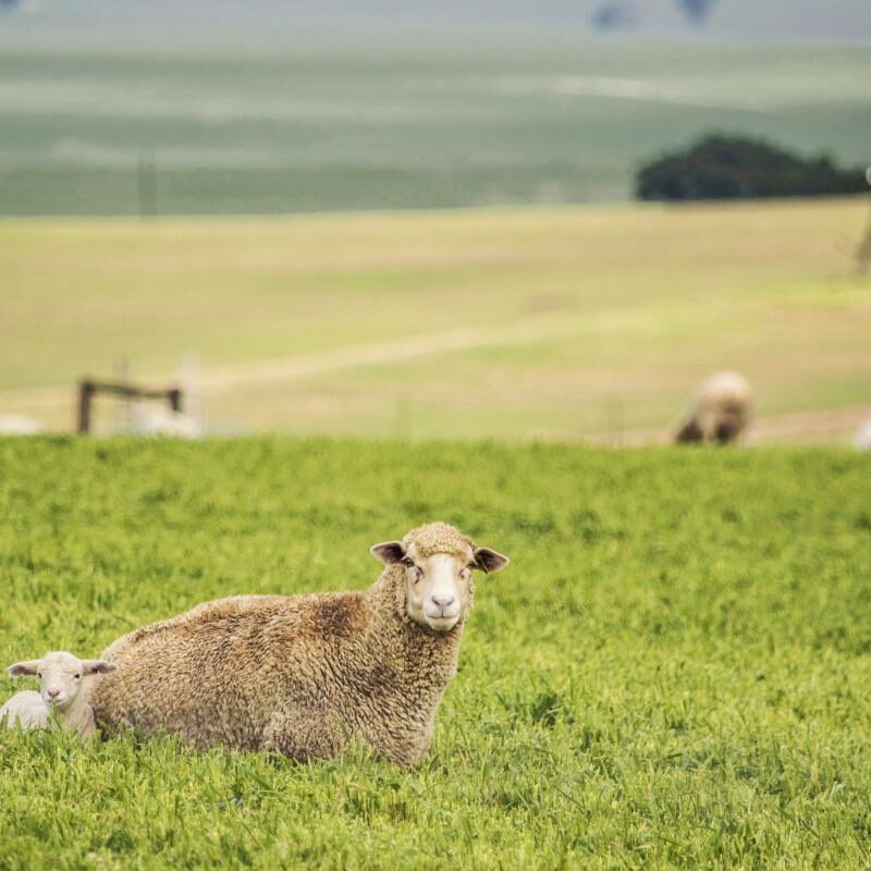 Día 15: Un león y un cordero juntos