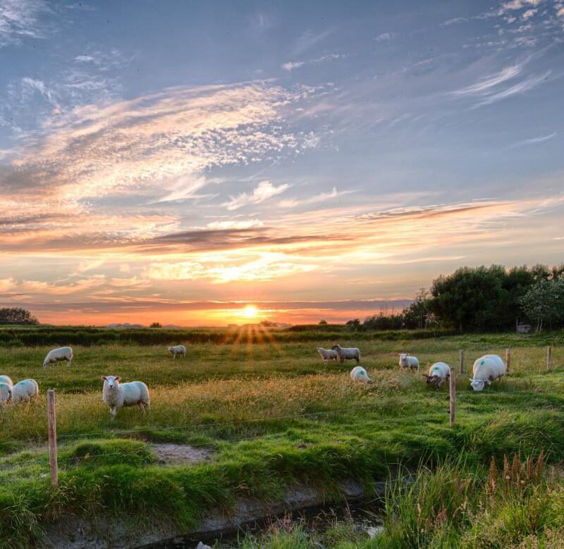 Día 16: El Buen Pastor